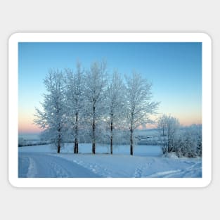 Winter Trees in Ireland Sticker